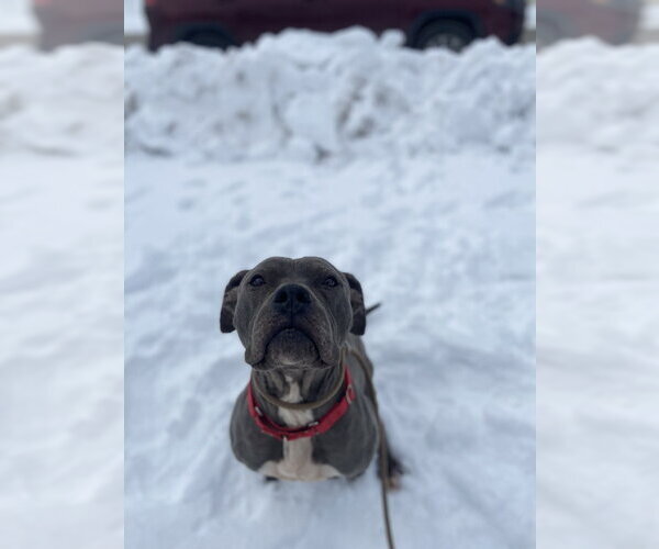 Medium Photo #3 Mutt Puppy For Sale in Evansville, IN, USA