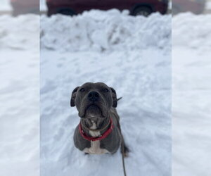 Plow - Male Mutt Dog for Adoption - Photo #3