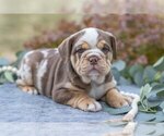 Puppy Bella Beabull