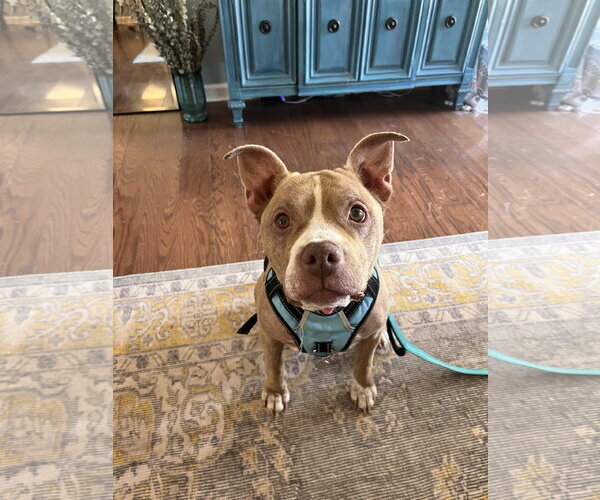 Medium Photo #1 American Pit Bull Terrier Puppy For Sale in La Vergne, TN, USA
