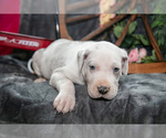 Puppy Captain Great Dane