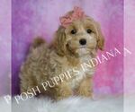 Small #3 Maltipoo