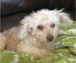 Small Photo #1 Poodle (Miniature) Puppy For Sale in Boonton, NJ, USA