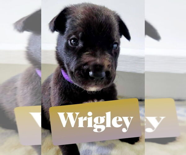 Medium Photo #9 Mutt Puppy For Sale in Imlay City, MI, USA