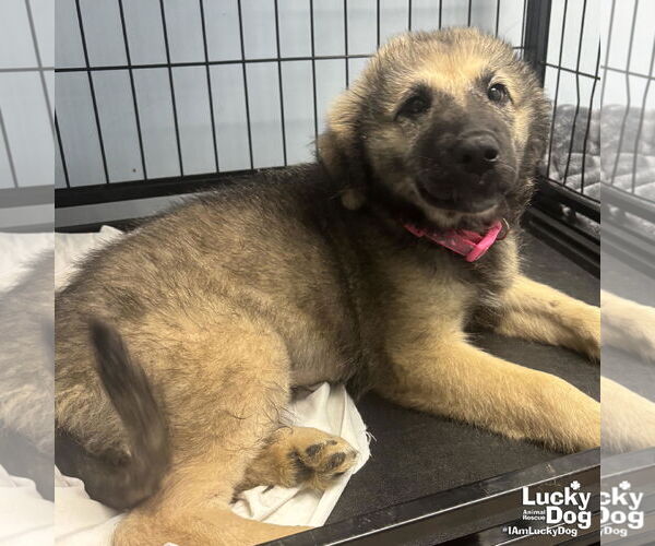 Medium Photo #3 Mutt Puppy For Sale in Washington, DC, USA