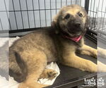 Small #2 Mutt