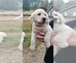 Small #13 Labrador Retriever