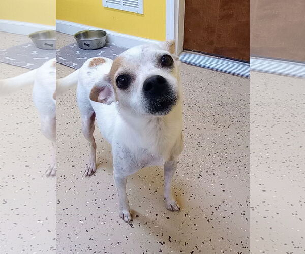 Medium Photo #6 ShiChi Puppy For Sale in York, SC, USA