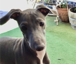 Italian Greyhound Puppy for sale in LAS VEGAS, NV, USA