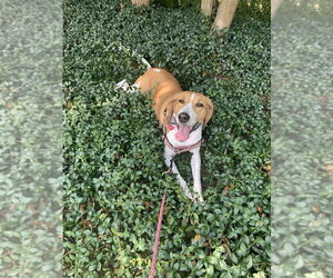 Beagle-Unknown Mix Dogs for adoption in Elmsford, NY, USA