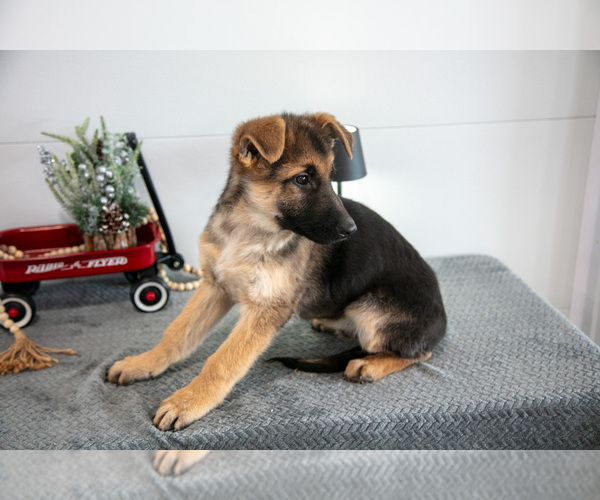 Medium Photo #22 German Shepherd Dog Puppy For Sale in BREMEN, IN, USA
