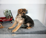 Small Photo #22 German Shepherd Dog Puppy For Sale in BREMEN, IN, USA