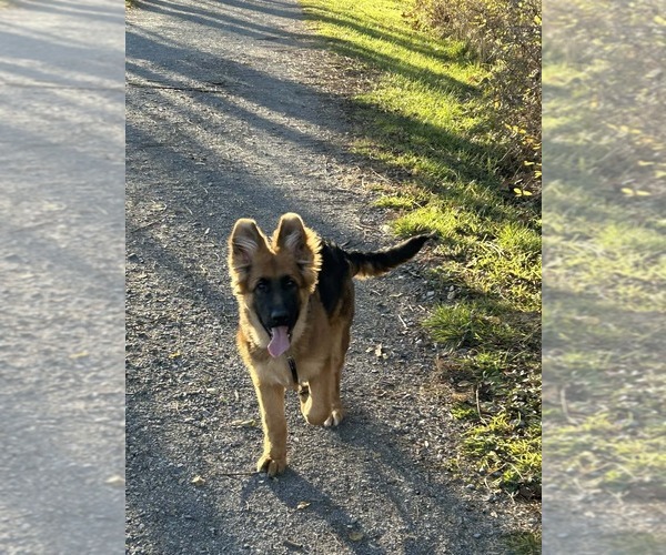 Medium Photo #15 German Shepherd Dog Puppy For Sale in LA FAYETTE, NY, USA