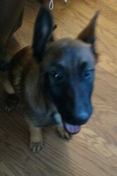 Belgian Malinois Puppy for sale in QUITMAN, TX, USA