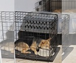 Small Photo #2 Shiba Inu Puppy For Sale in CAMDENTON, MO, USA