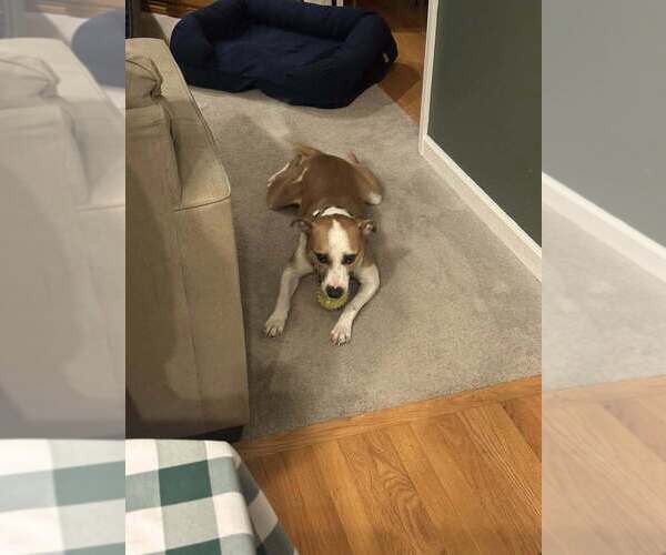 Medium Photo #6 Mutt Puppy For Sale in New York, NY, USA