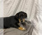 Small Beagle Mix