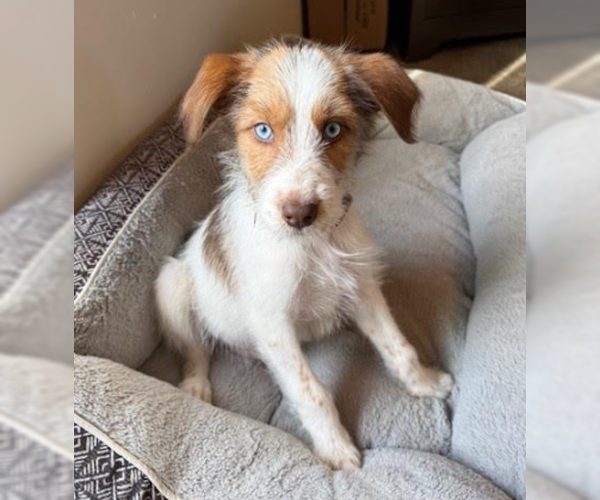 Medium Photo #1 Mutt Puppy For Sale in Brooklyn Center, MN, USA