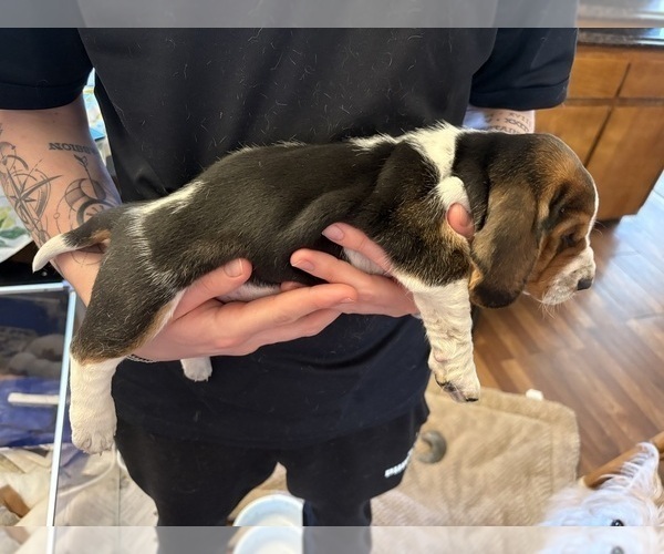 Medium Photo #15 Basset Hound Puppy For Sale in VERNON ROCKVILLE, CT, USA
