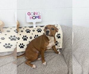 Julie - Female American Pit Bull Terrier-Unknown Mix Dog for Adoption - Photo #5