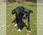 Small Photo #3 Labrador Retriever-Unknown Mix Puppy For Sale in Talladega, AL, USA