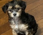 Puppy 7 German Hunting Terrier-Lowchen Mix