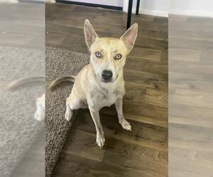 Huskies -Labrador Retriever Mix Dogs for adoption in San Antonio, TX, USA