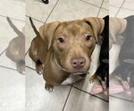 Small #3 American Pit Bull Terrier-Labrador Retriever Mix