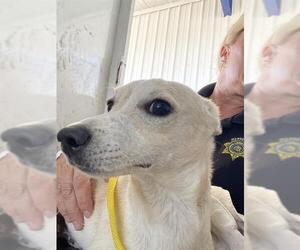 Chihuahua Dogs for adoption in Bakersfield, CA, USA