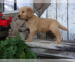 Small Photo #2 Golden Retriever Puppy For Sale in SUGARCREEK, OH, USA
