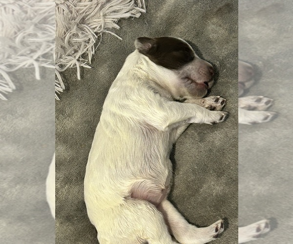 Medium Photo #10 Portuguese Water Dog Puppy For Sale in BAYTOWN, TX, USA