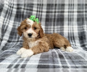 Cavapoo (Miniature) Puppy for sale in LAKELAND, FL, USA