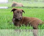 Small Photo #2 English Shepherd-Labrador Retriever Mix Puppy For Sale in HILLSBORO, WI, USA