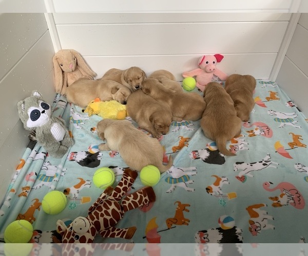 Medium Photo #18 Golden Retriever Puppy For Sale in THOMSON, GA, USA