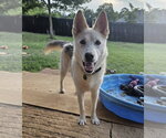 Small #2 Siberian Husky Mix