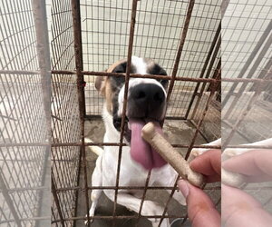 Cooper - Male Mutt Dog for Adoption - Photo #4