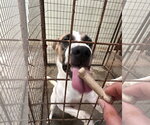 Small #3 Mutt