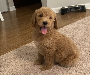 Goldendoodle-Poodle (Standard) Mix Puppy for sale in CARTHAGE, NC, USA