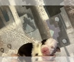 Image preview for Ad Listing. Nickname: Blue Merle Male