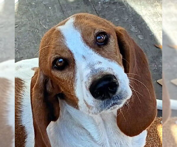Medium Photo #1 Basset Hound Puppy For Sale in Deepwater, NJ, USA