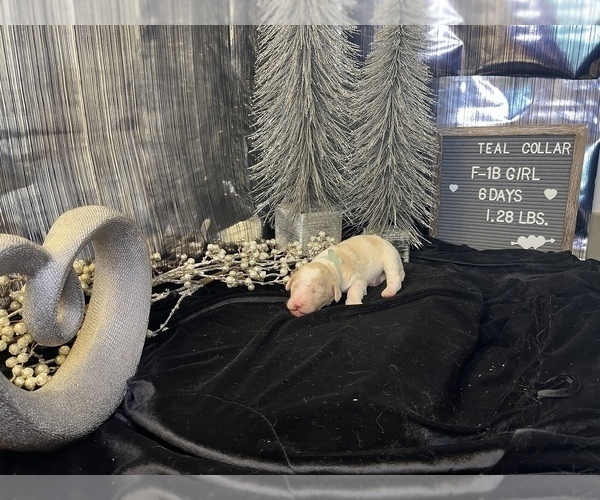 Medium Photo #4 Saint Berdoodle Puppy For Sale in QUEEN CREEK, AZ, USA