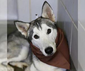 Siberian Husky-Unknown Mix Dogs for adoption in San Antonio, TX, USA