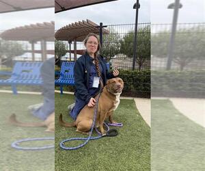 Kirby - Male Labrador Retriever-Unknown Mix Dog for Adoption - Photo #2