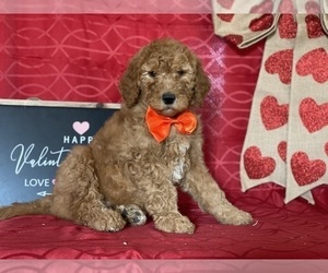 Goldendoodle Puppy for sale in LANCASTER, PA, USA