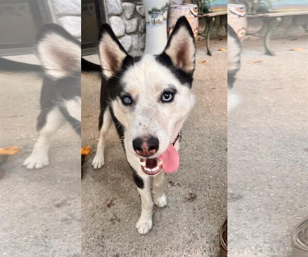 Medium Photo #3 - Mix Puppy For Sale in Lancaster, CA, USA