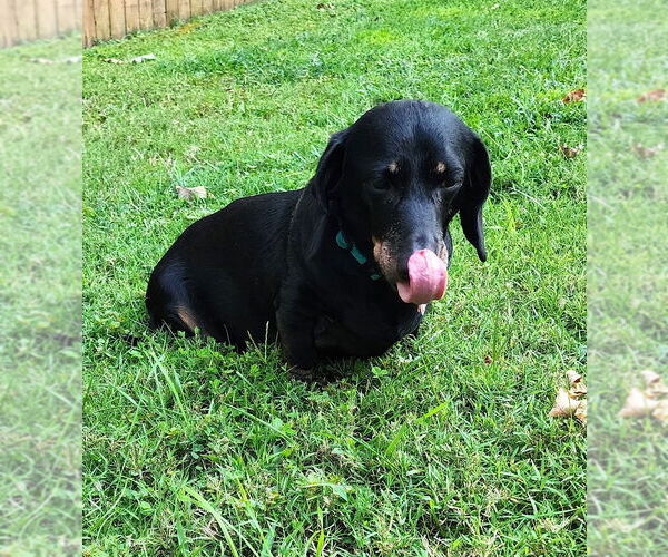 Medium Photo #5 Dachshund Puppy For Sale in Shelbyville, TN, USA