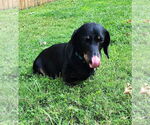 Small #4 Dachshund