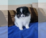 Small Photo #7 Pomeranian Puppy For Sale in MENIFEE, CA, USA