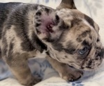 Small #2 French Bulldog