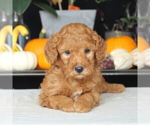 Goldendoodle (Miniature) Puppy for sale in AUGUSTA, WV, USA